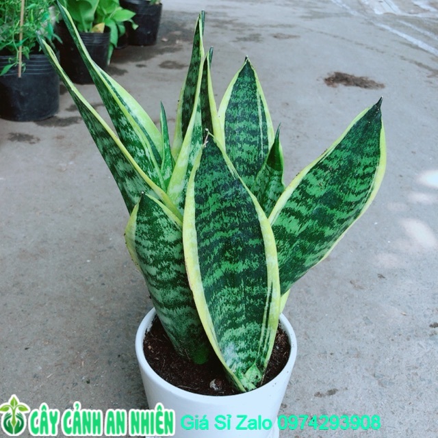 Chậu Lưỡi Hổ Cao