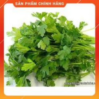 HẠT GIỐNG MÙI CAO SẢN