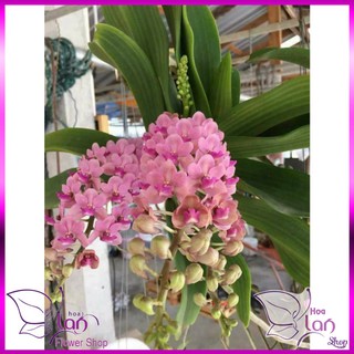 hoa lan ngọc điểm, nghinh xuân 6 MÀU