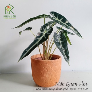 Chậu môn quan âm để bàn
