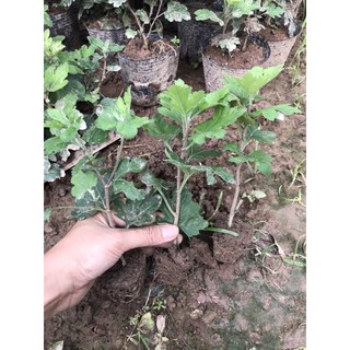 cây giống cúc cổ sơn la( cây xuất hình 2-3-4)