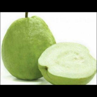 Cây giống ổi không hạt f1