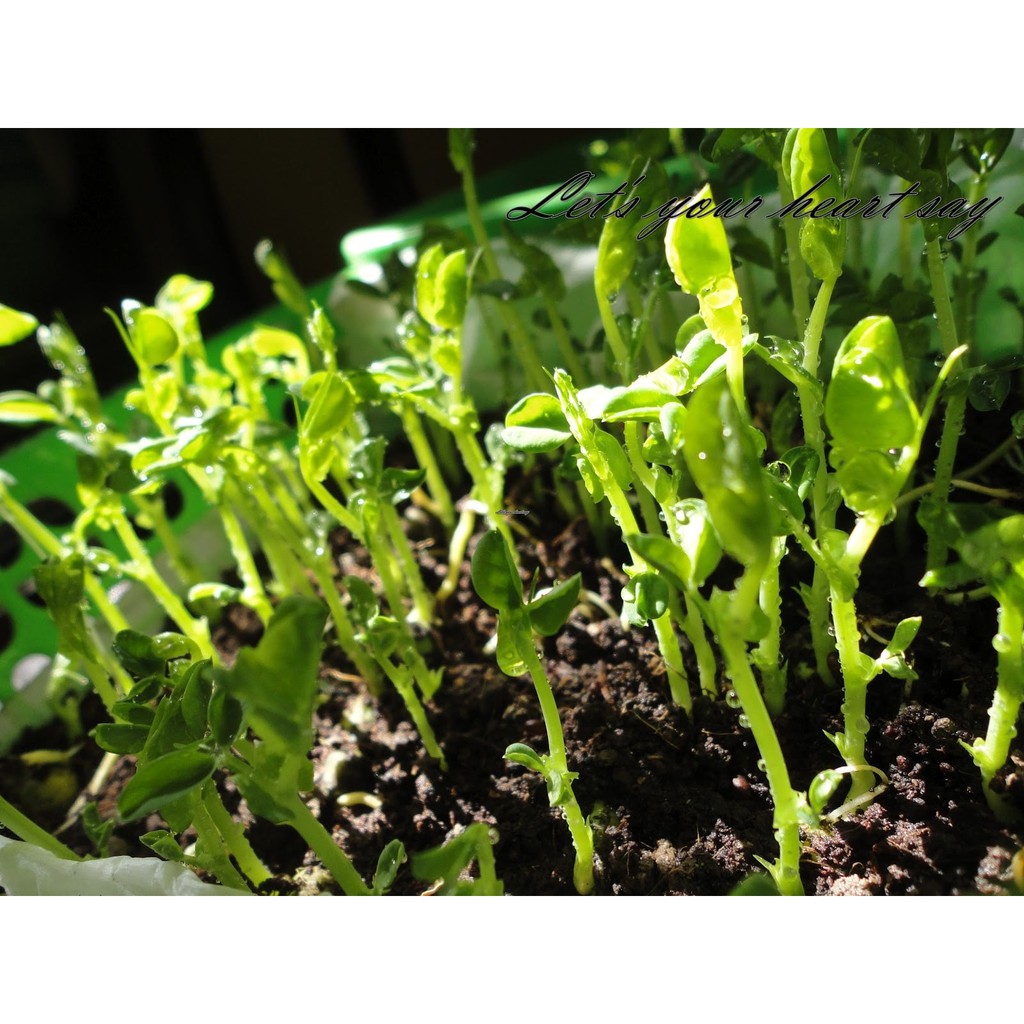 HẠT GIỐNG MẦM ĐẬU HÀ LAN - GÓI 50 GRAM