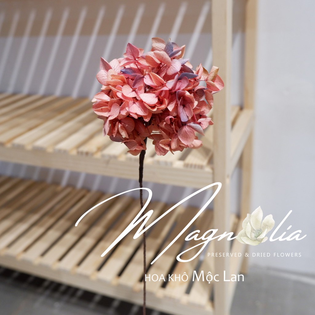 Hoa khô 🍁FREESHIP🍁 Hoa Cẩm Tú Cầu khô nhiều màu đẹp mê mẩn