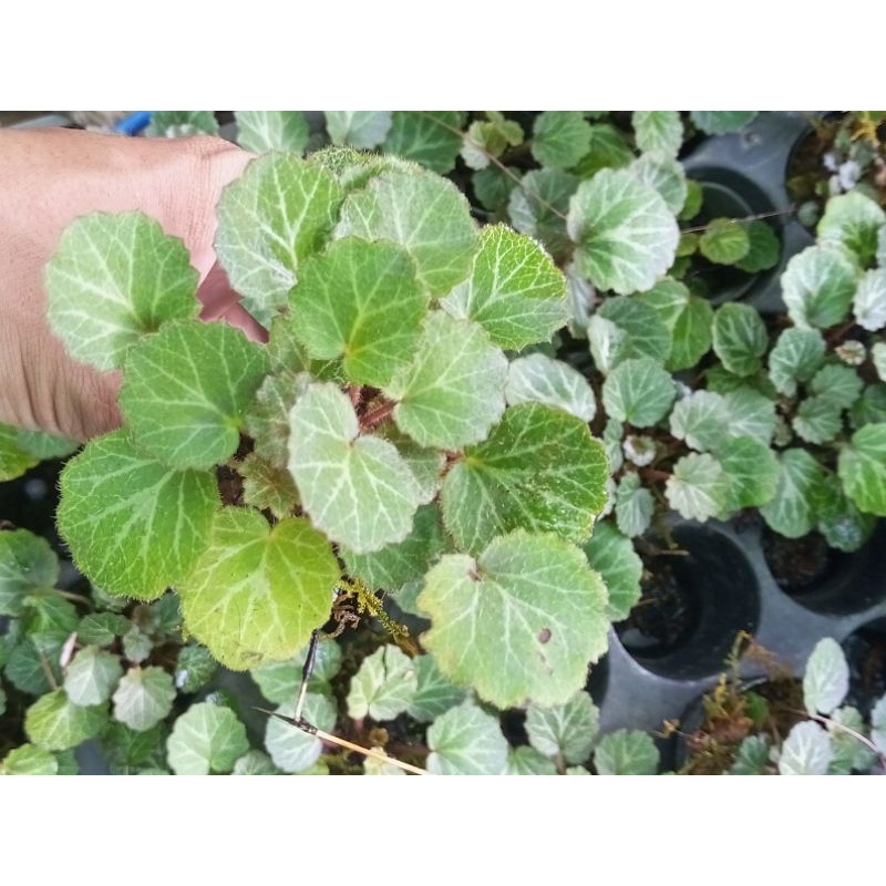 Cây Tai hùm, Saxifraga stolonifera, Strawberry Begonia,chuông san hô Việt thích hợp bán cạn, tiểu cảnh