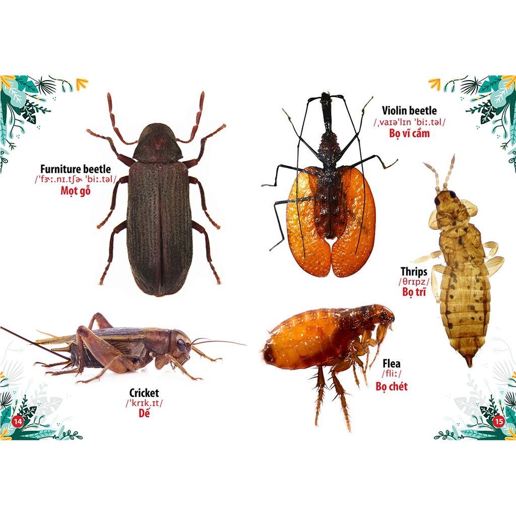 Sách Thư Viện Hình Ảnh Song Ngữ Đầu Tiên của bé - Côn trùng và Bò Sát