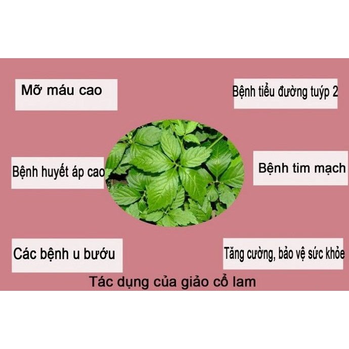 TRÀ GIẢO CỔ LAM TUỆ LINH ( 300 GRAM NGUYÊN CHẤT ) - GIÚP HẠ MỠ MÁU VÀ ỔN ĐỊNH HUYẾT ÁP - HÀNG CHÍNH HÃNG CAO CẤP