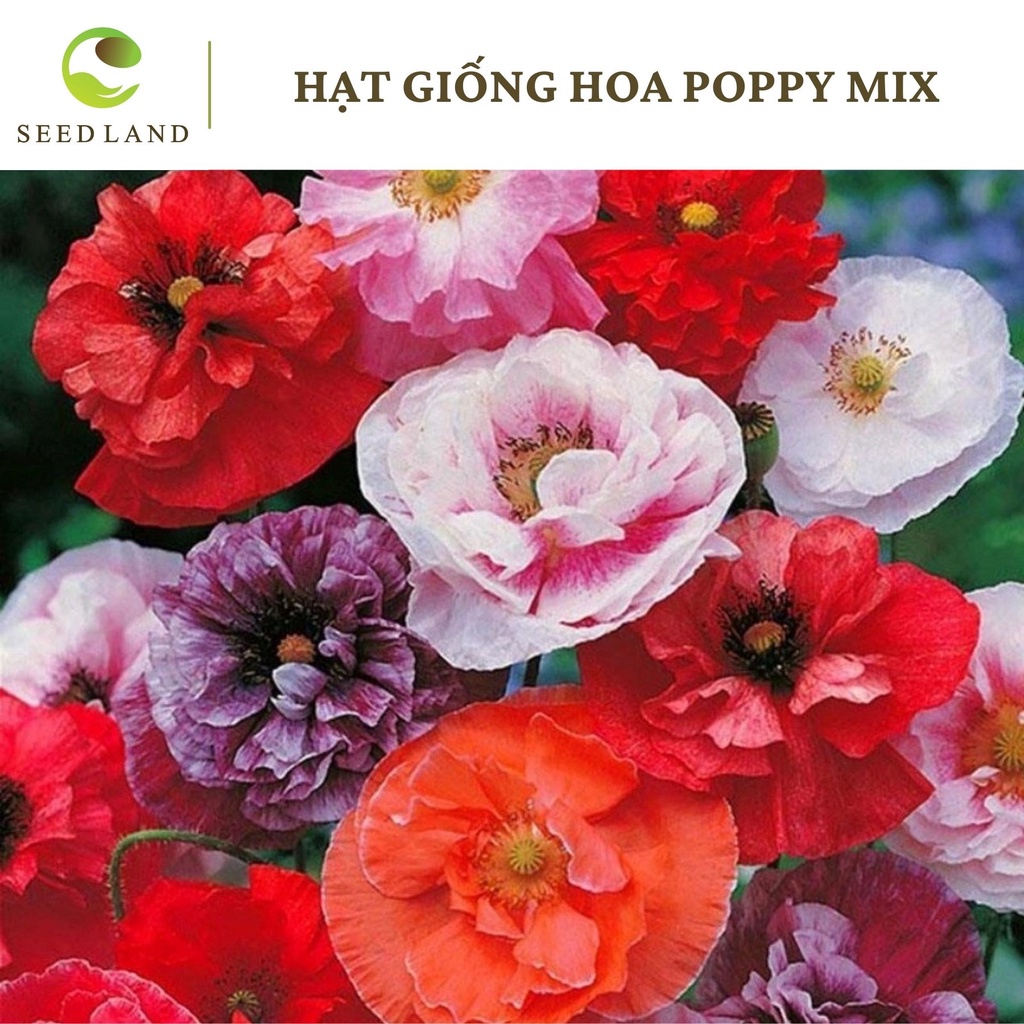 Hạt giống hoa poppy mix - 200 hạt  Seed Land
