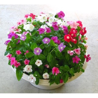 Hạt giống Hoa dừa cạn ☘️