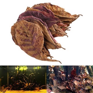 2 Lá bàng khô rụng tự nhiên cho cá cảnh