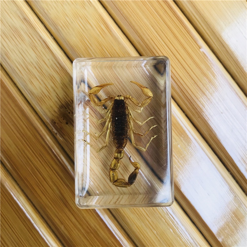 Hổ phách côn trùng - Nhiều mẫu mã - Dùng để trang trí / decor / sưu tầm