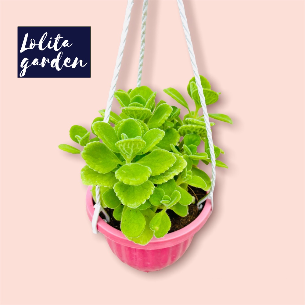 Sen thơm - nhất mạt hương chậu treo Đà Lạt size 9cm cây cảnh trang trí nhà cửa Lolita garden
