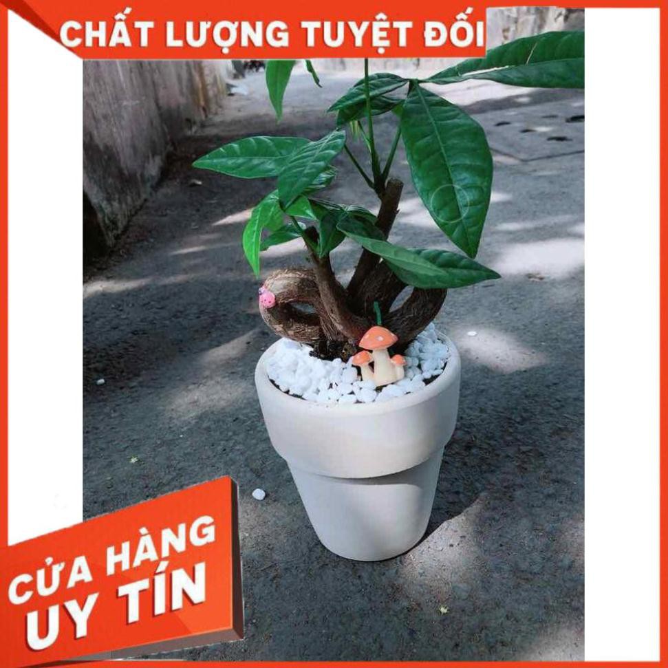 Chậu kim ngân nơ có trang trí Nhiều Người Mua