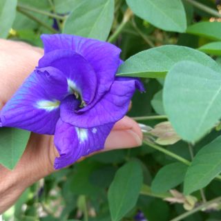 Rẻ Vô Đối combo 2 cây Hoa Đậu Biếc Cánh Kép