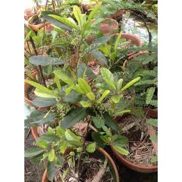 Cây Cà Na TháiLan chiết bầu to.