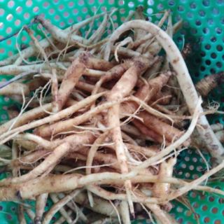 Sâm dây (hồng đẳng sâm) chuẩn hàng rừng