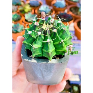 Xương rồng Gymno