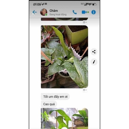 Củ hoa rum nhập Thái giá sỉ