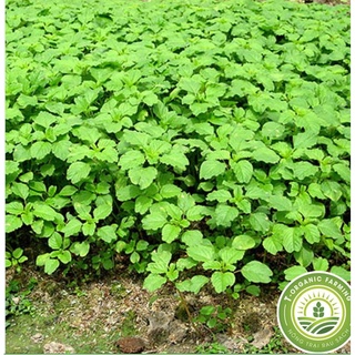 Hạt giống rau dền cơm - Gói 10gram