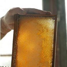 MẬT ONG NGUYÊN CHẤT Xuất Khẩu Hoa Kì 1400g - Thế Hồng Honey
