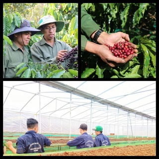 Túi thơm cà phê hạt rang nguyên chất 100% cafe