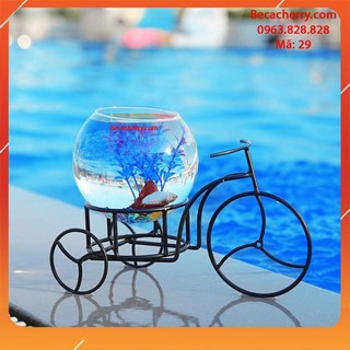 Bể cá mini Xe Đạp Xì Teen - 29