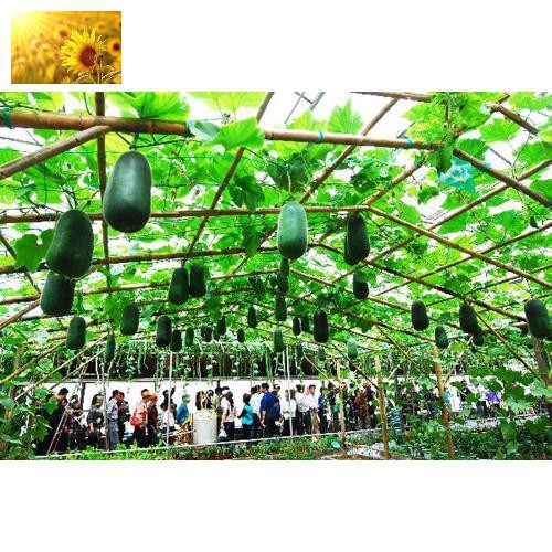 Hạt Giống Bí Đao Xanh Cao Sản  - Dễ Trồng, Mát, Ngọt, Bổ Dưỡng - MUA 3 TẶNG 1 CÙNG LOẠI
