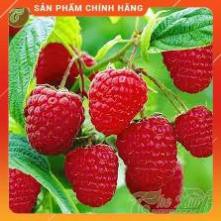 HẠT GIỐNG QUẢ MÂM XÔI ĐỎ 30H