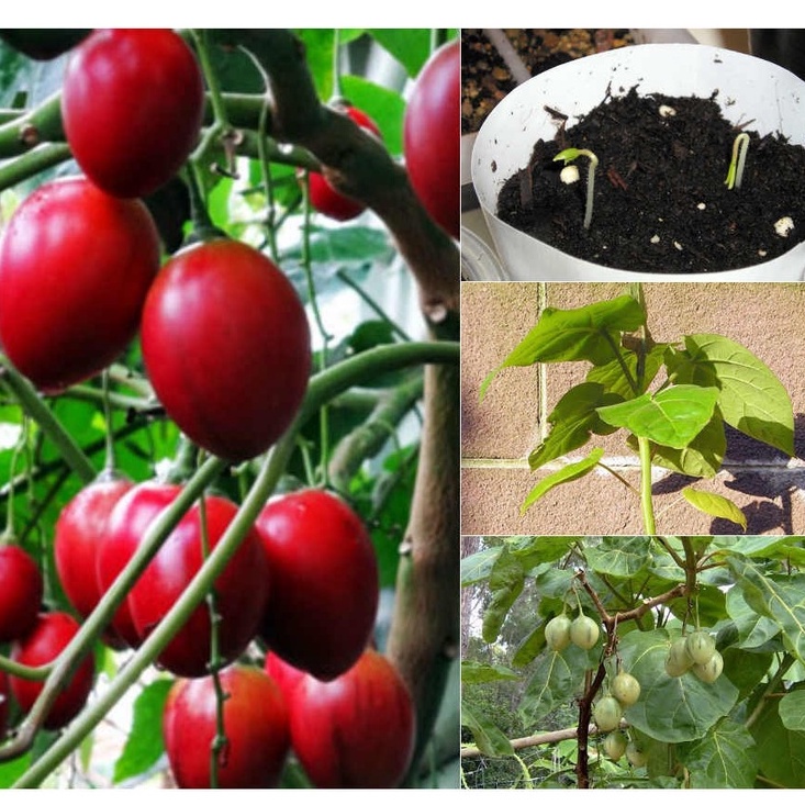 Hạt Giống Cà Chua Thân Gỗ 10 Hạt