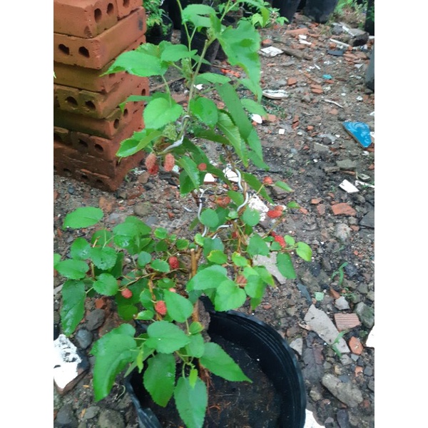 Dâu tằm bonsai SIÊU TRÁI KÈM CHẬU