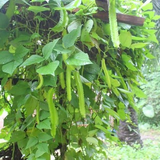Hạt giống đậu rồng cao sản - 5gram