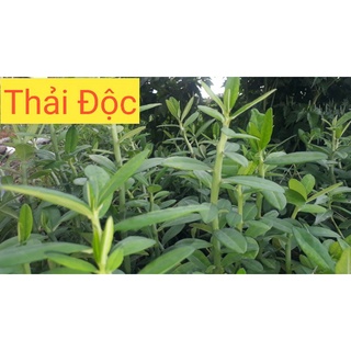 CÂY THẠCH ANH