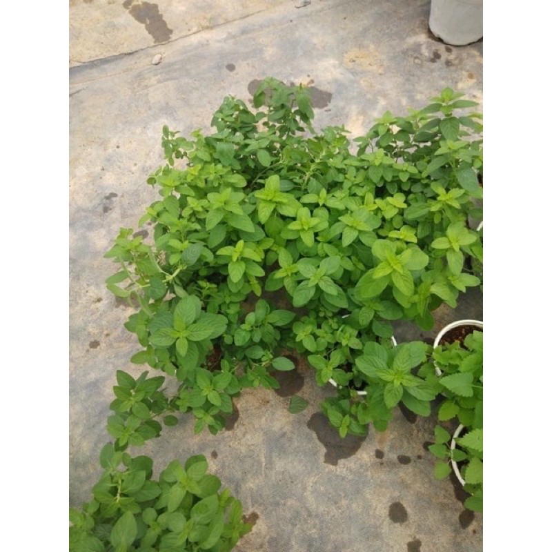 BẠC HÀ NHẬT  - DÙNG CHIẾT TÁCH TINH DẦU