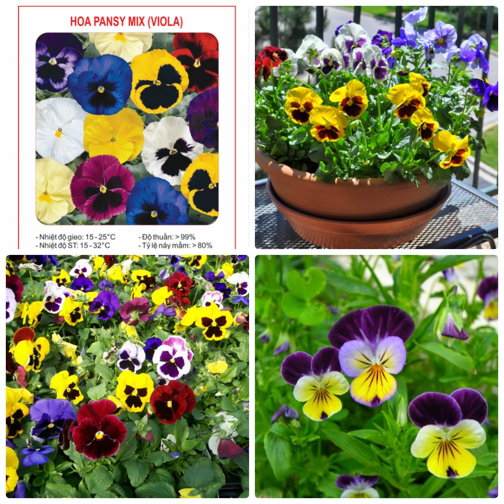 hạt giống Hoa Pansy F1 Mix