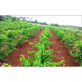 ĐẤT ĐỎ BAZAN - 2kg