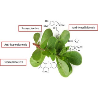 Chiết xuất portulaca extract