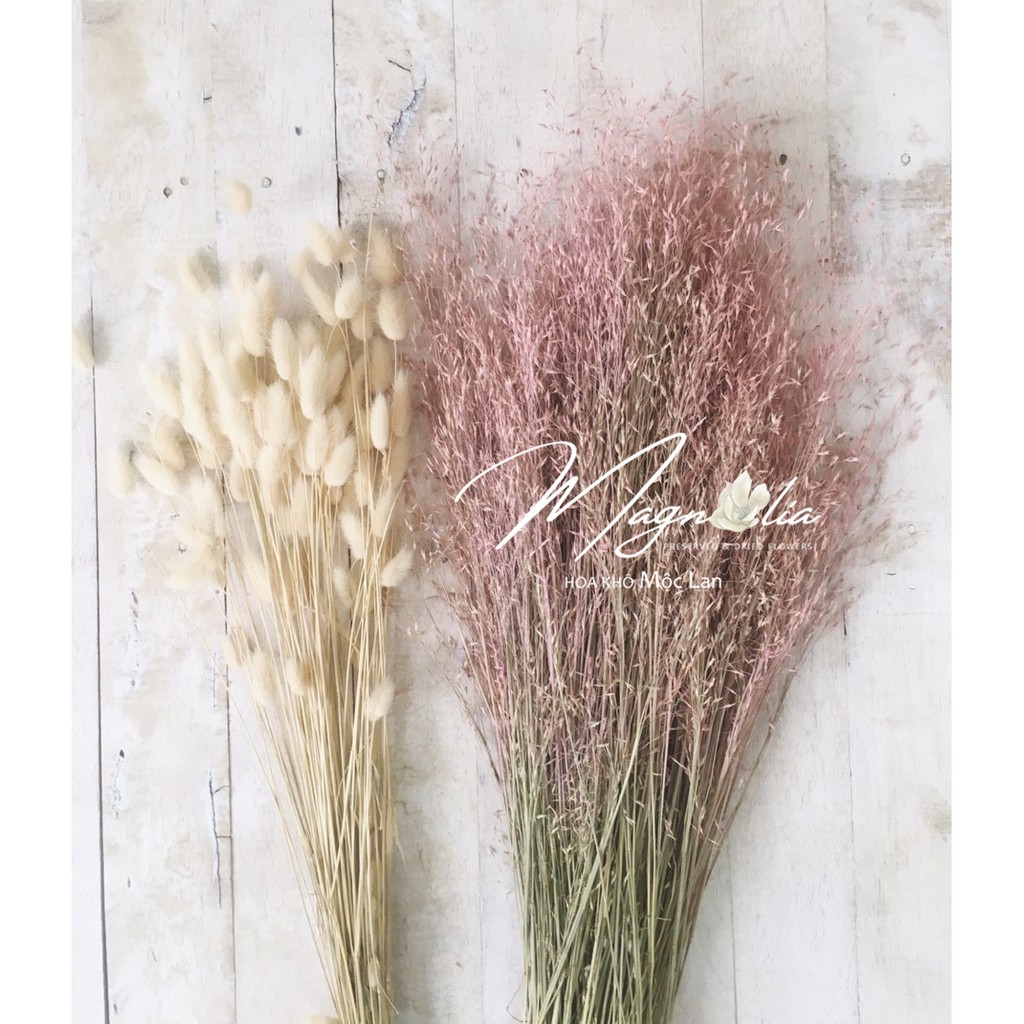 Hoa gạo khô trang trí ❤️FREESHIP❤️ Cỏ gạo Indian Rice Grass decor phong cách Bắc Âu retro vintage