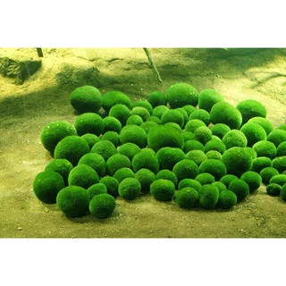 Tảo Marimo Thủy sinh Tảo Nhật