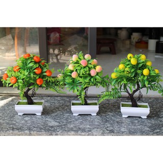 Chậu tiểu cảnh giả: cây cam, cây quýt trang trí