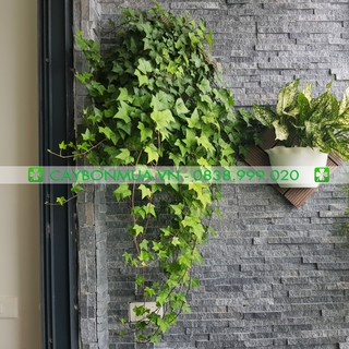 Chậu nhựa treo trường đứng - Chậu bán nguyệt - Chậu nhựa cao cấp treo ban công 27X20X16
