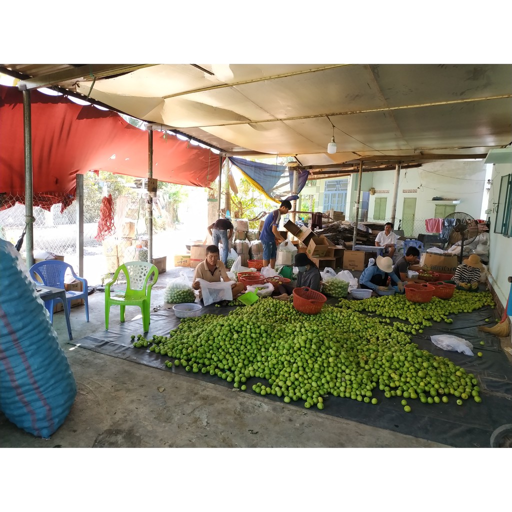 Táo Sấy - Đặc sản Phan Rang Ninh Thuận (500 gram) | BigBuy360 - bigbuy360.vn