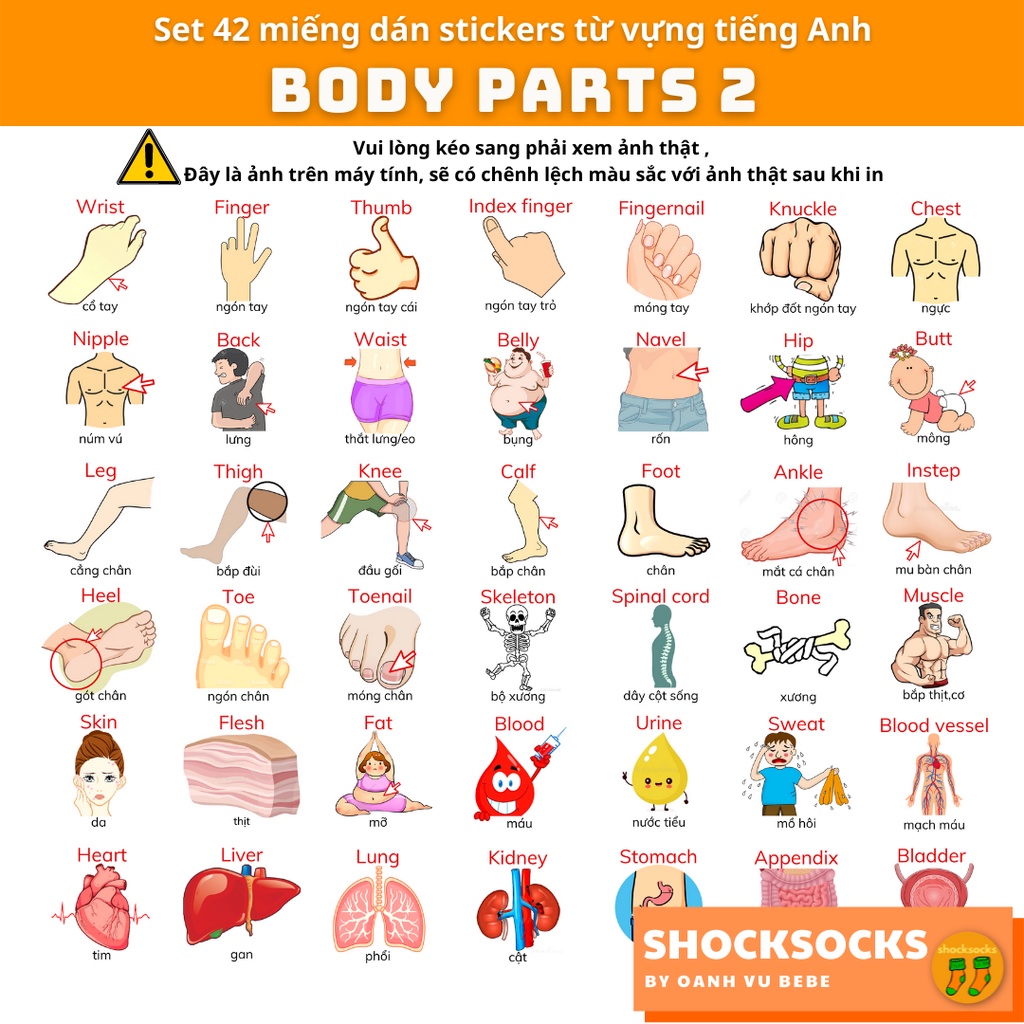 🔥42 miếng dán stickers từ vựng tiếng Anh chủ đề BODY - 42 Eng/Vi vocabulary stickers topic BODY 🔥