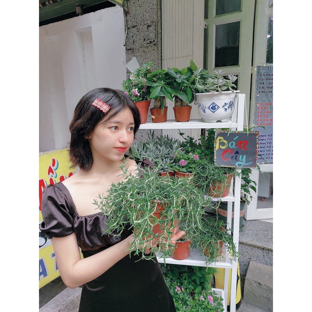 Cây Hương Thảo Rũ Đà Lạt (ảnh thật) ra hoa cực thơm ngất ngây, đảm bảo cây xinh hơn hình ạ