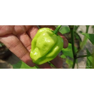 5 hạt ớt HABANERO VÀNG ( LEMON HABANERO)
