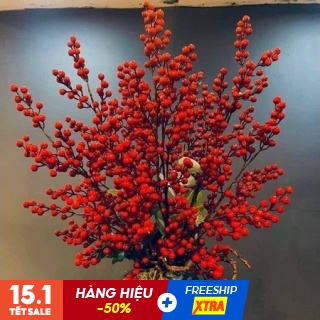 Cành Đào Đông Đỏ - Đào Đông 1 cành 12 nhánh hàng đẹp to tròn