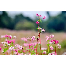 Gói 200 Hạt Giống Tam Giác Mạch