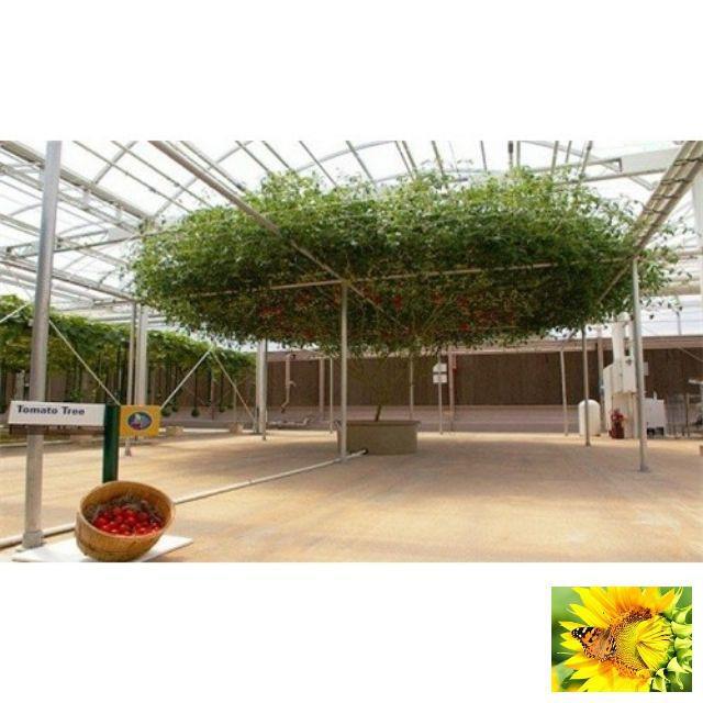 Cà Chua Bạch Tuộc  30 hạt