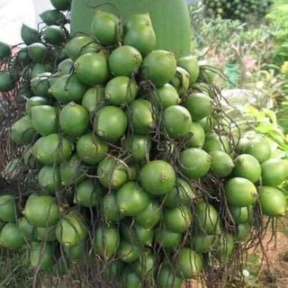 Cây giống cau tứ quý