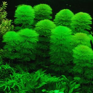 Cây thủy sinh đại bảo tháp 15 ngọn 50k.cây hậu cảnh