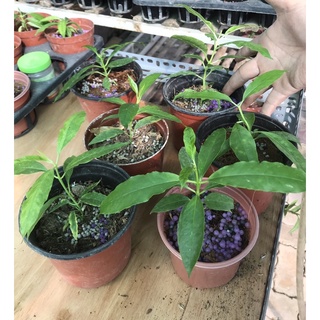 cẩm cù lộc hoya lockii